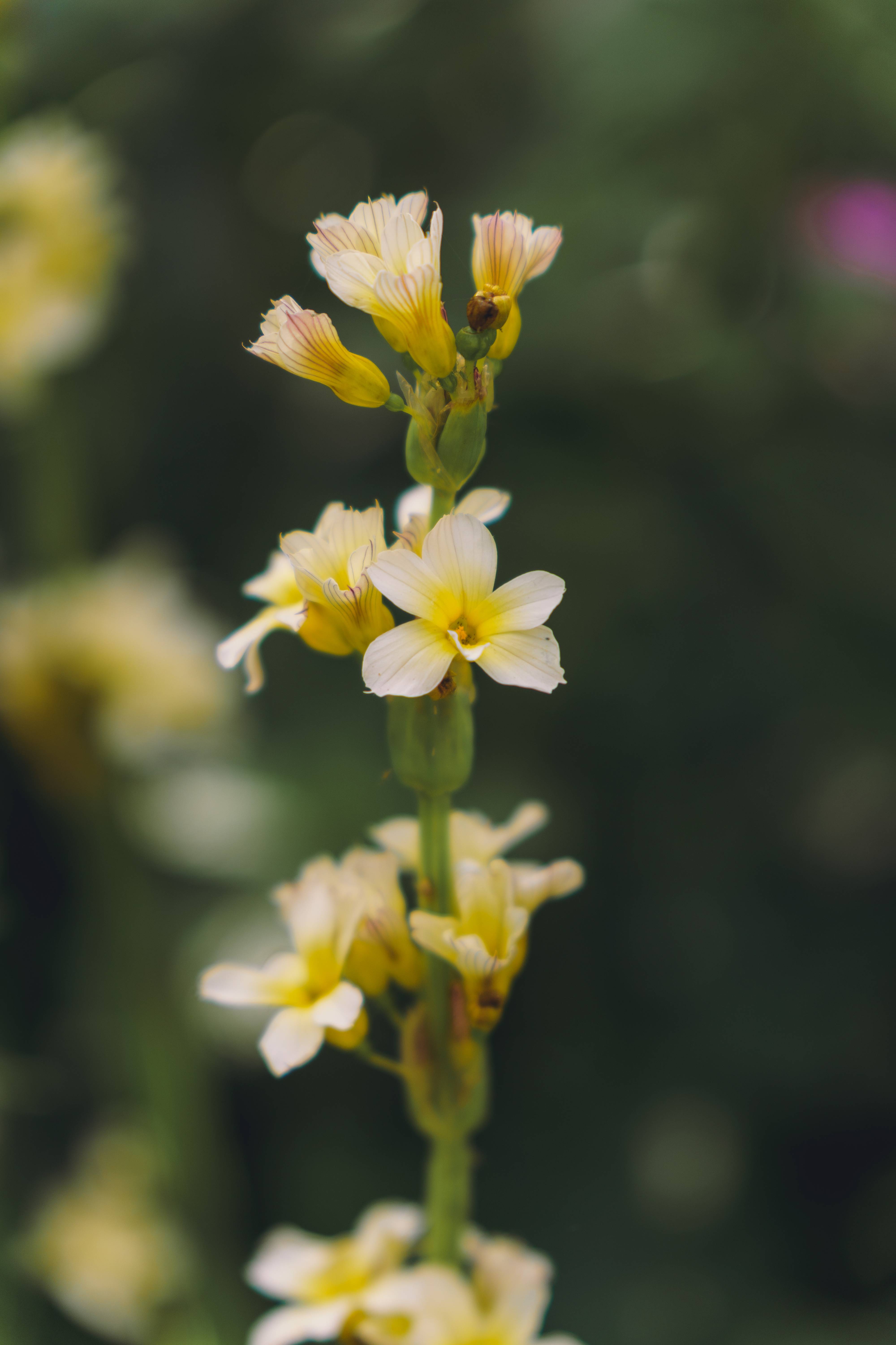 Sisyrinchium Standing Tall